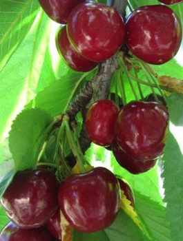 Maguskirsipuu Van – paljasjuursed istikud