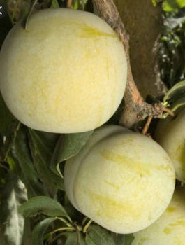 Ploom-aprikosipuu Flawour Queen – paljasjuursed istikud