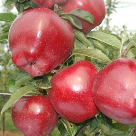 Õunapuu Red Chief Camspur – paljasjuursed istikud