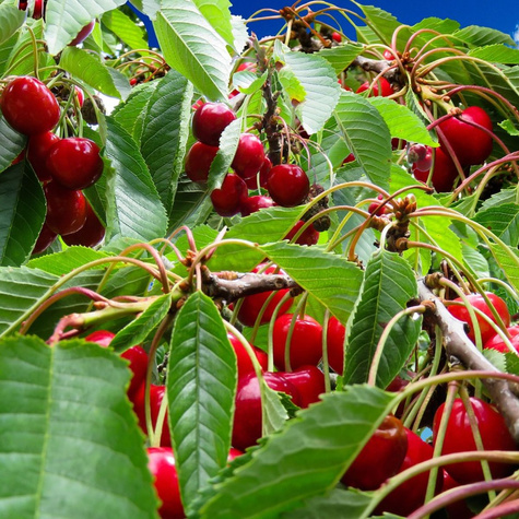 Hapukirsipuu Suur Klaas – paljasjuursed istikud