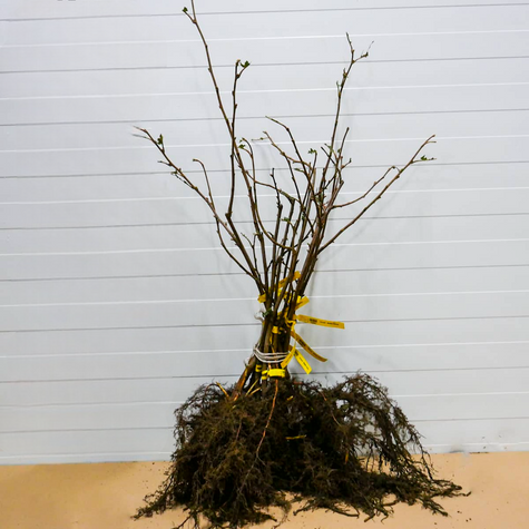 Sarapuu Truchsessa – paljasjuursed istikud