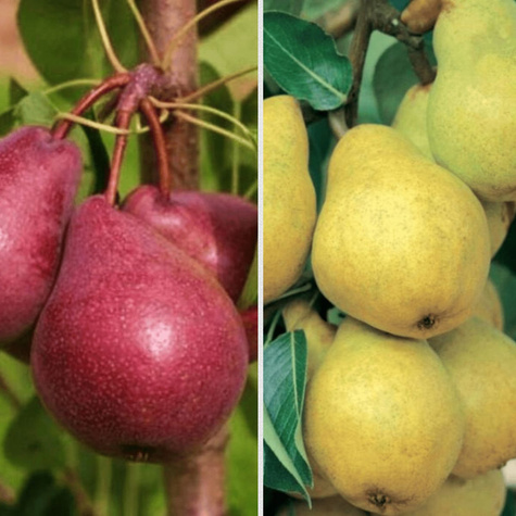 Duo Pirnipuu Williams ja Williams Red – paljasjuursed istikud