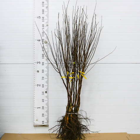 Hapukirsipuu Nana – paljasjuursed istikud