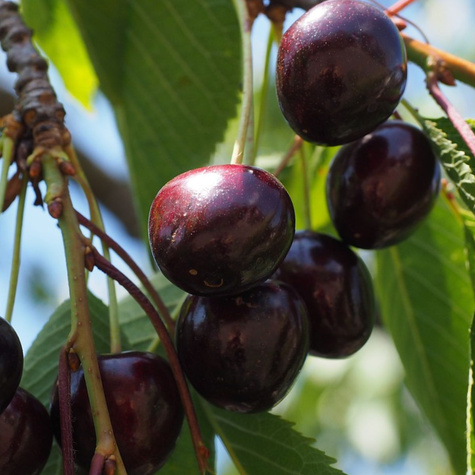 Maguskirsipuu Sam – paljasjuursed istikud