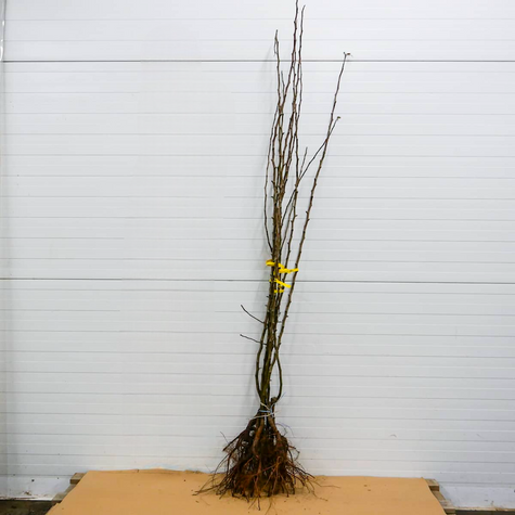 Pirnipuu Bonkreta Williamsa – paljasjuursed istikud