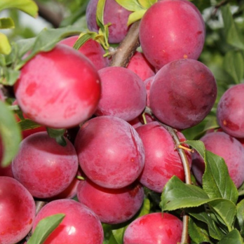 Śliwa japońska Kometa Samopłodna START PACK ®