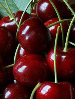 Maguskirsipuu Rivan – paljasjuursed istikud