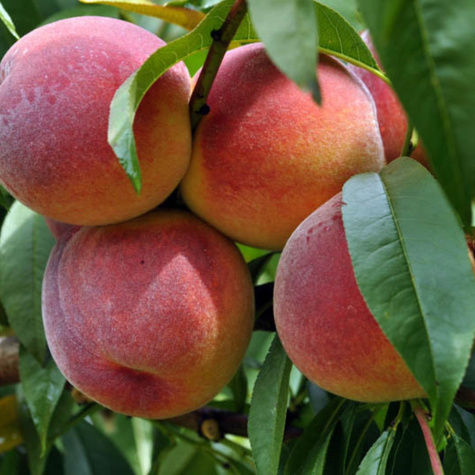 Virsikupuu Redhaven – paljasjuursed istikud