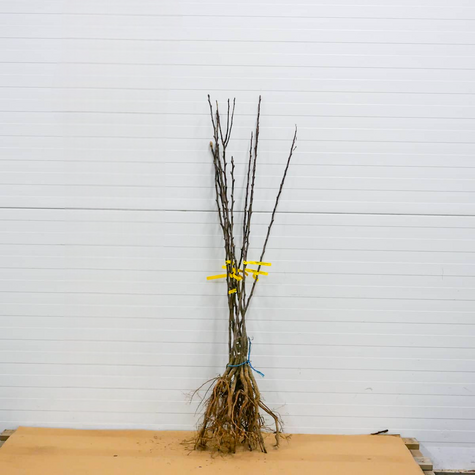 Pirnipuu Klapsa Faworytka – paljasjuursed istikud