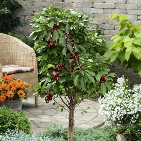 Hapukirsipuu Mini Piemont – istikud paljasjuurega