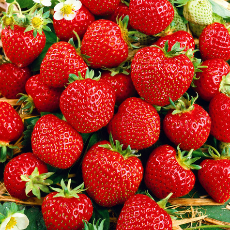 "Senga Sengana" keskvalmiv - Maasikataimed 10 tk