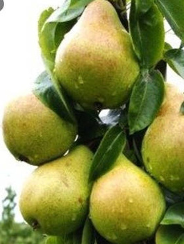 Pirnipuu Komisowka – paljasjuursed istikud