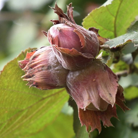 Sarapuu Lamberta Punane – paljasjuursed istikud