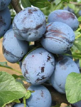 Ploomipuu Čačanska Lepotica – paljasjuursed istikud