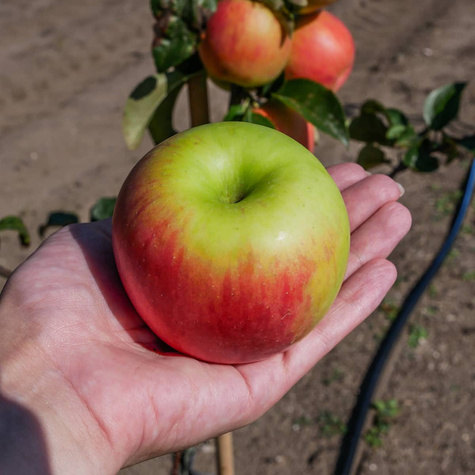 Õunapuu Celesta – paljasjuursed istikud