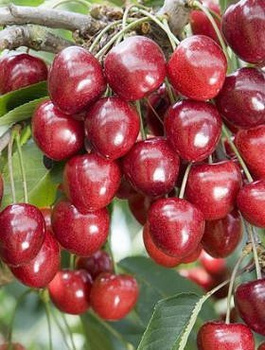 Maguskirsipuu Techlovan – paljasjuursed istikud