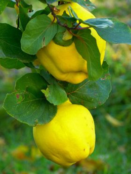 Pirni-küdoonia Ludowicka – paljasjuursed istikud