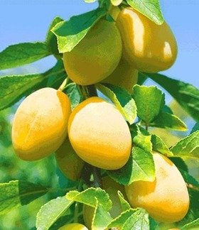 Ploomipuu Gold Dust sambakujuline vorm – paljasjuursed istikud