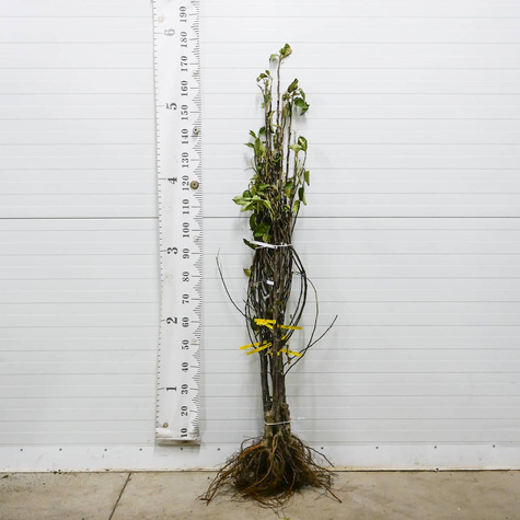 Õunapuu Elstar – paljasjuursed istikud