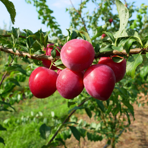 Ploomipuu (jaapani) Kometa – paljasjuursed istikud
