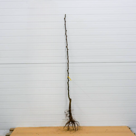 Pirnipuu Aasia Chojuro – paljasjuursed istikud