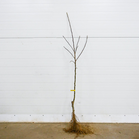 Õunapuu Reneta Landsberska – paljasjuursed istikud