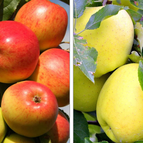 Duo Jabłoń Antonówka + Koksa pomarańczowa START PACK ®