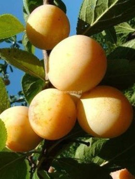 Ploomipuu Renklode Ulena – paljasjuursed istikud