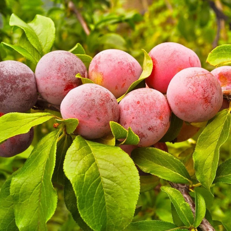 Ploomipuu Jerozolimka virsikuline Renkloda – paljasjuursed istikud