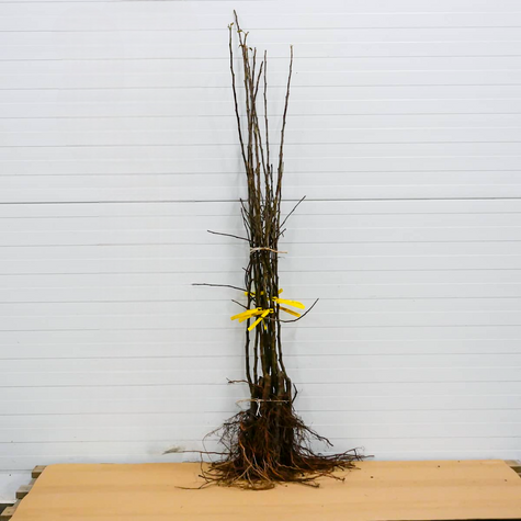 Õunapuu Red Loove – paljasjuursed istikud