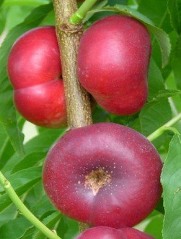 Nektariinipuu Flatryna (lamedaviljeline) – paljasjuursed i