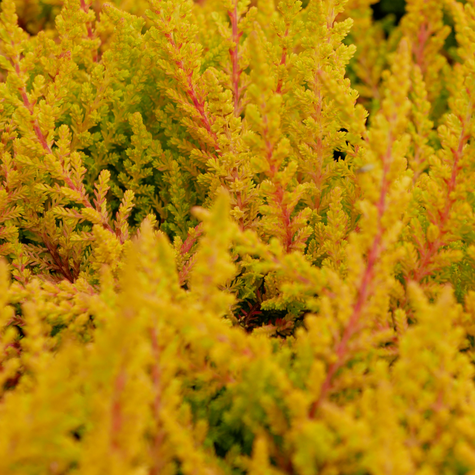 Kanarbik kuldne pungaline – istikud