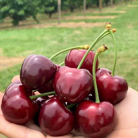 Czereśnia Bawole serca START PACK ®