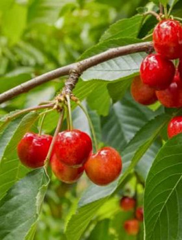 Maguskirss kääbusvorm Vega (GISELA5) – paljasjuursed istikud