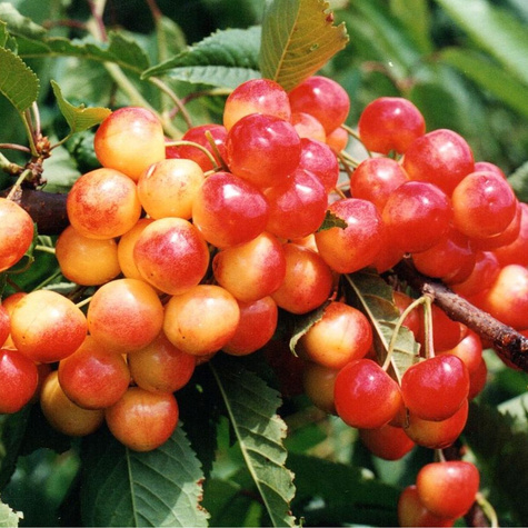 Maguskirsipuu Kunzego – paljasjuursed istikud