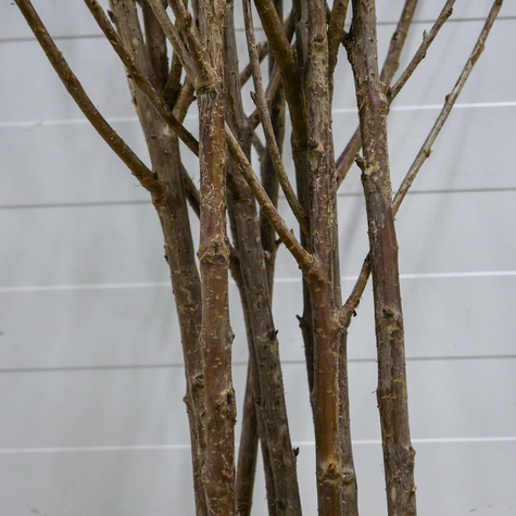 Hapukirsipuu Turgieniewska – paljasjuursed istikud