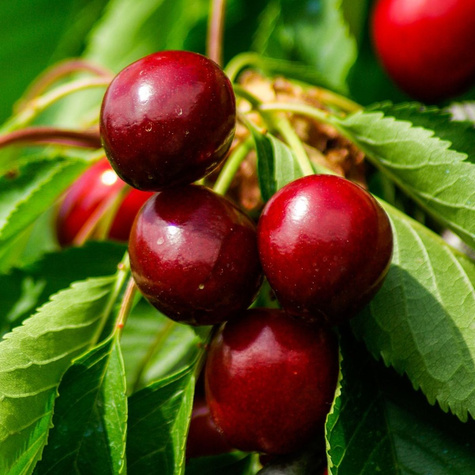 Hapukirsipuu Lucyna – paljasjuursed istikud