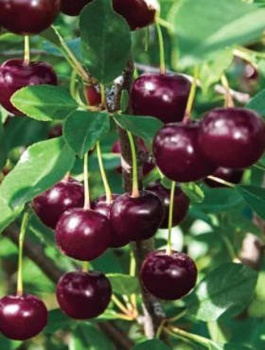 Hapukirsipuu Lutowka – paljasjuursed istikud