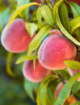 Virsikupuu Dixired – paljasjuursed istikud