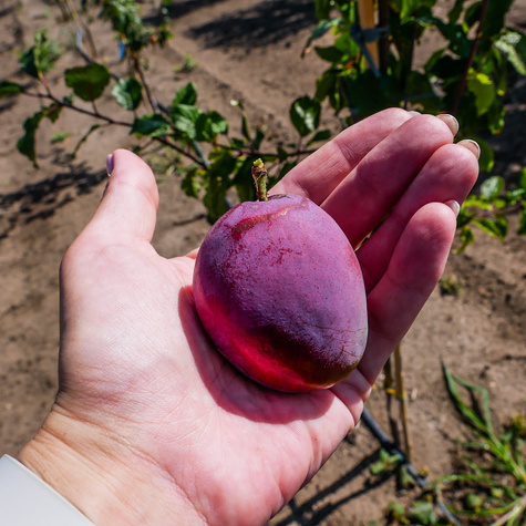 Ploomipuu Amers – paljasjuursed istikud