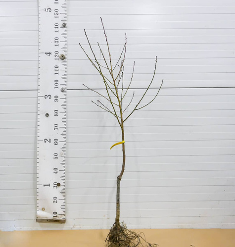 Virsikupuu Paraguayo UFO (lamedaviljeline) – paljasjuursed istikud