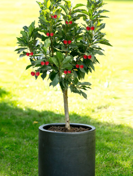 Hapukirsipuu Mini Piemont – istikud paljasjuurega