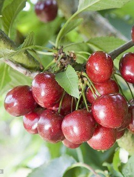 Maguskirsipuu sambakujuline Celesta – paljasjuursed istikud