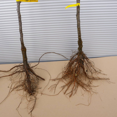 Õunapuu Elstar – paljasjuursed istikud