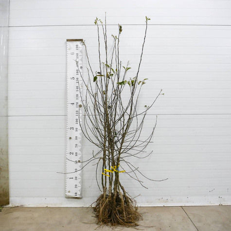 Õunapuu Jonagold DeCosta – paljasjuursed istikud