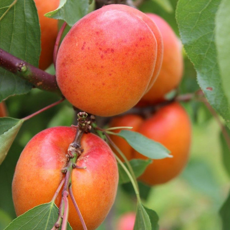 Morela Bergeron START PACK