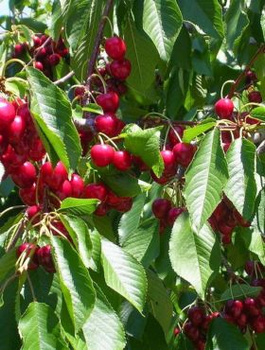 Maguskirsipuu Sweetheart – paljasjuursed istikud