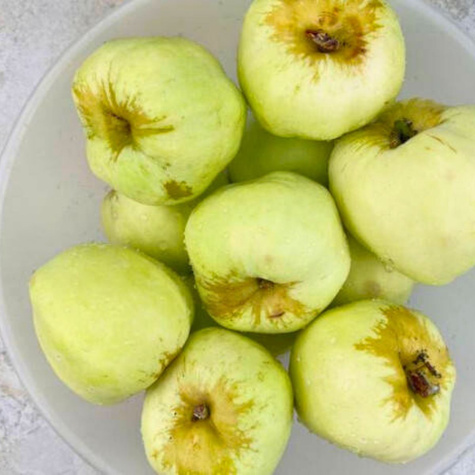 Õunapuu Antonowka suhkrune – paljasjuursed istikud