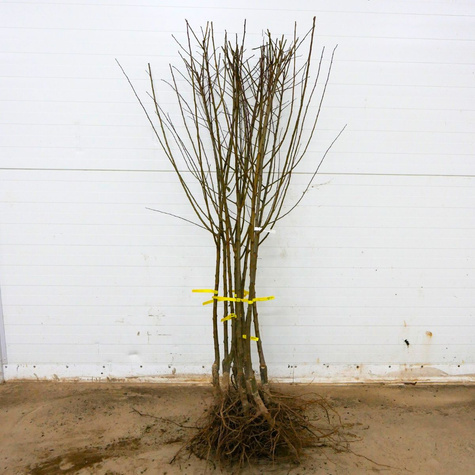 Ploomi-Nektariinipuu Ozark Premier – paljasjuursed istikud