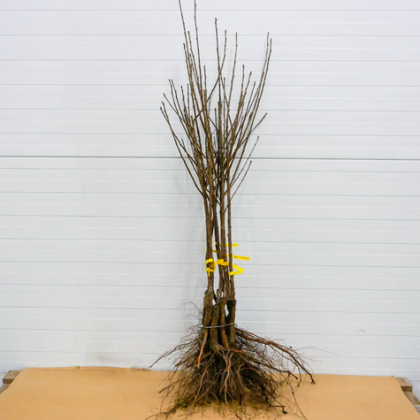 Hapukirsipuu Turgieniewska – paljasjuursed istikud